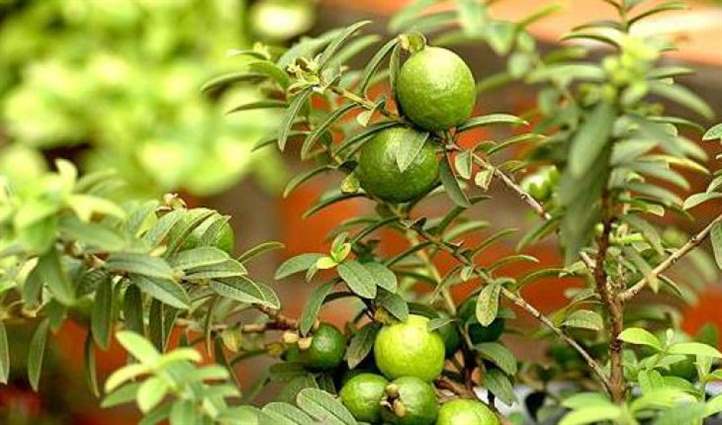 cây ổi bị rụng lá là bị gì