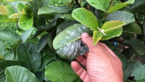 cây ổi bị rụng lá là bị gì