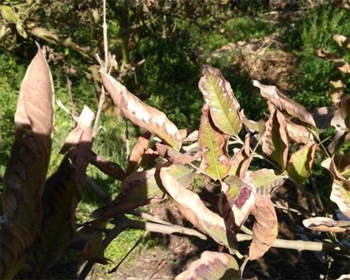 cây ổi bị rụng lá là bị gì