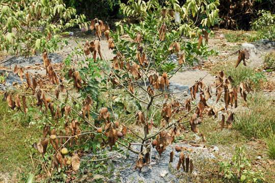 cây ổi bị rụng lá là bị gì