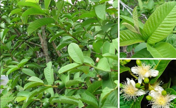 cây ổi bị rụng lá là bị gì