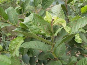 cây ổi bị rụng lá là bị gì