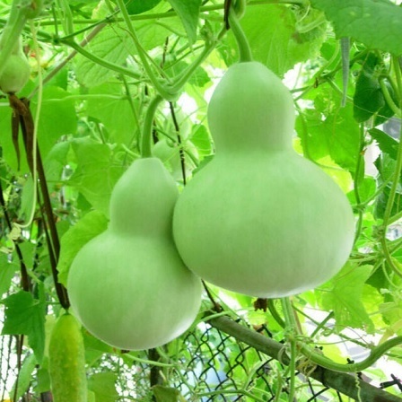 Bí Quyết Chăm Sóc Cây Bầu Hồ Lô Ra Trái Đều Đặn, Năng Suất Cao