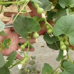 Bí Quyết Chăm Sóc Cây Bầu Hồ Lô Ra Trái Đều Đặn, Năng Suất Cao