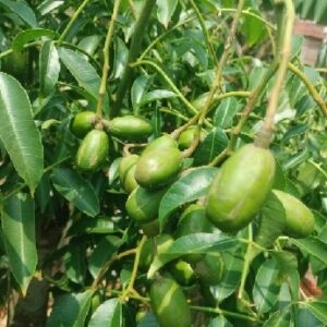 cóc thái công dụng vàng cho sức khỏe