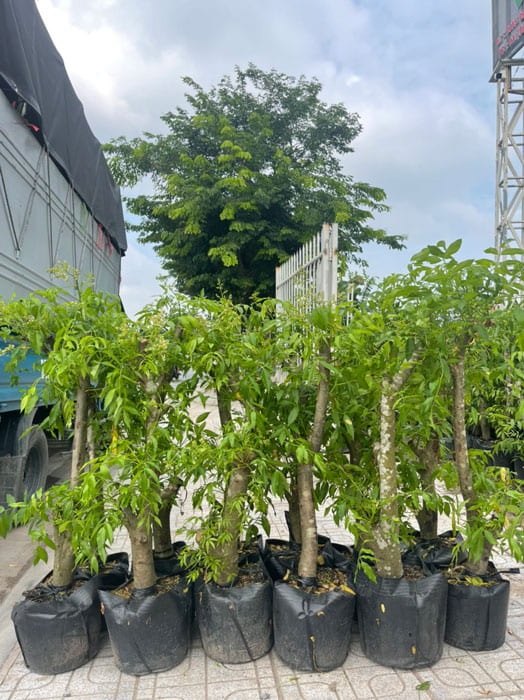 cóc thái công dụng vàng cho sức khỏe