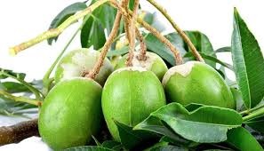 cóc thái công dụng vàng cho sức khỏe