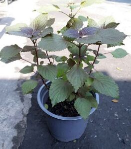 công dụng cây tía tô