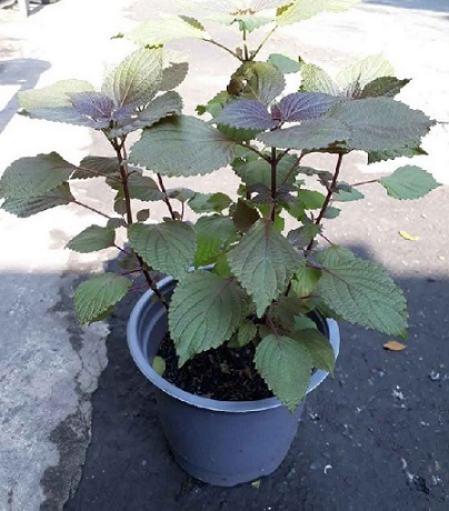 công dụng cây tía tô