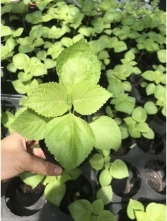 công dụng cây tía tô