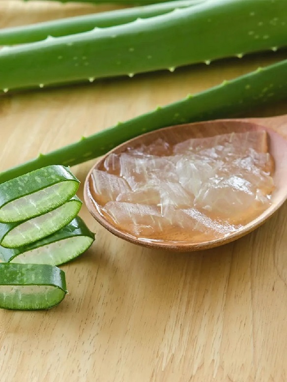 công dụng tuyệt vời của cây nha đam
