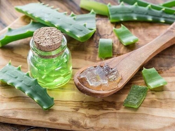công dụng tuyệt vời của cây nha đam