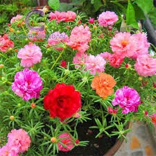 Trồng Hoa Mười Giờ Đón Lộc Hè – Dễ Trồng, Nở Sai, Đẹp Mê Ly!
