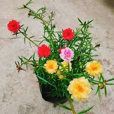 Trồng Hoa Mười Giờ Đón Lộc Hè – Dễ Trồng, Nở Sai, Đẹp Mê Ly!