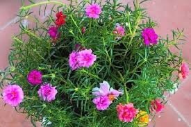 Trồng Hoa Mười Giờ Đón Lộc Hè – Dễ Trồng, Nở Sai, Đẹp Mê Ly!