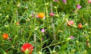 Trồng Hoa Mười Giờ Đón Lộc Hè – Dễ Trồng, Nở Sai, Đẹp Mê Ly!