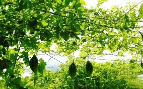Trồng khổ qua tại nhà – Mát gan, đẹp da, ăn sạch mỗi ngày
