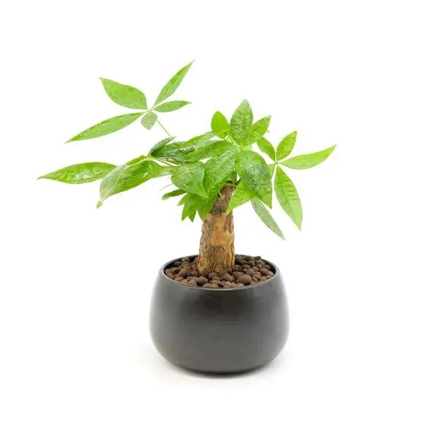 Cây cảnh – Xu hướng sống xanh không bao giờ lỗi mốt