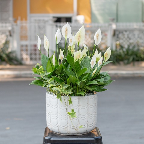 Cây cảnh – Xu hướng sống xanh không bao giờ lỗi mốt