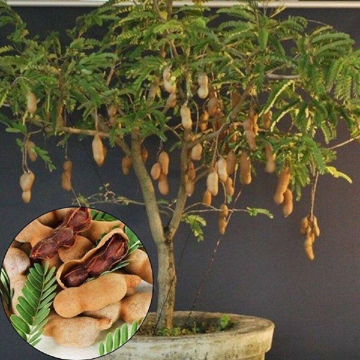 Cây Me – Loài cây dân dã mang giá trị lớn trong đời sống và sức khỏe