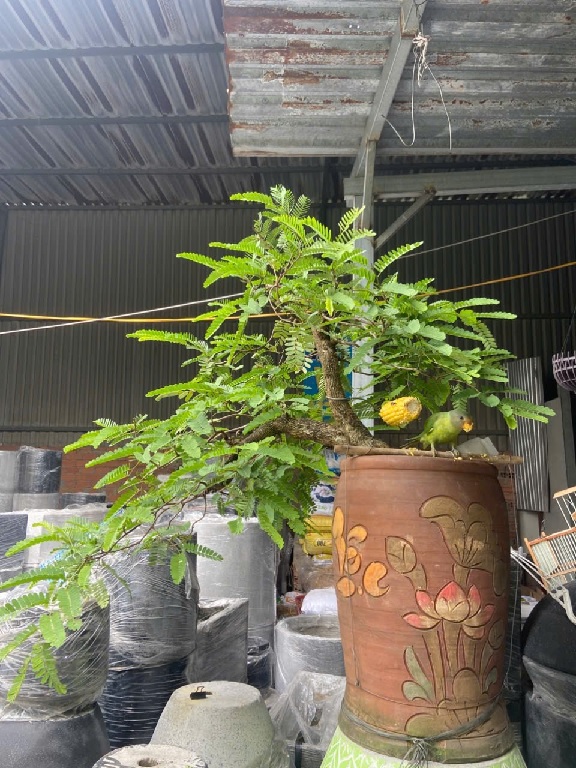 Cây Me – Loài cây dân dã mang giá trị lớn trong đời sống và sức khỏe