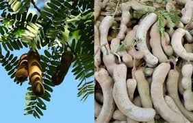 Cây Me – Loài cây dân dã mang giá trị lớn trong đời sống và sức khỏe