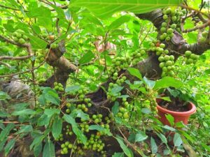 Cây sung ăn quả bị bệnh