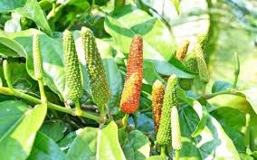 Cây Tiêu Lốt – Trồng Một Lần, Thu Quả Làm Thuốc Cả Năm