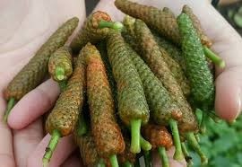 Cây Tiêu Lốt – Trồng Một Lần, Thu Quả Làm Thuốc Cả Năm