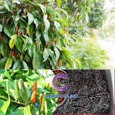 Cây Tiêu Lốt – Trồng Một Lần, Thu Quả Làm Thuốc Cả Năm