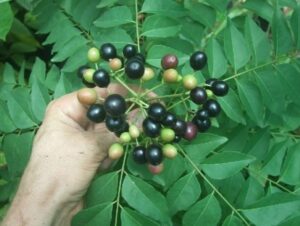 Cây Cà Ri Lá Lách – Gia Vị Thơm Ngon Và Công Dụng Tuyệt Vời Cho Sức Khỏe