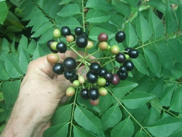 Cây Cà Ri Lá Lách – Gia Vị Thơm Ngon Và Công Dụng Tuyệt Vời Cho Sức Khỏe