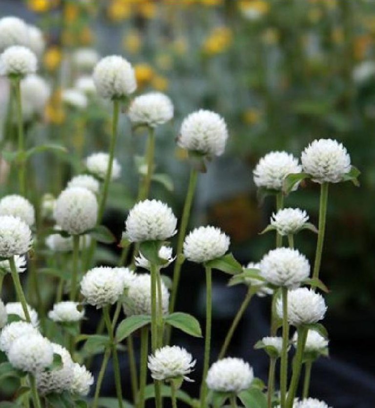 cúc bách nhật hoa trắng