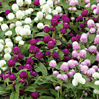 cúc bách nhật hoa trắng