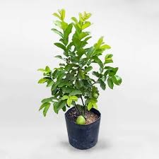 Ổi Lê – Giống Ổi Trái To, Giòn Ngọt, Dễ Trồng, Cực Hút Khách Hiện Nay