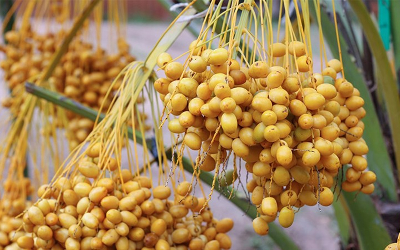 công dụng của trái chà là