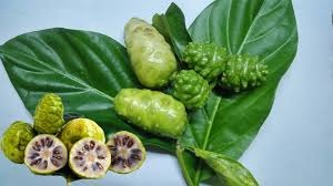 Thần Dược Trái Nhàu – Bí Quyết Vàng Cho Sức Khỏe Toàn Diện