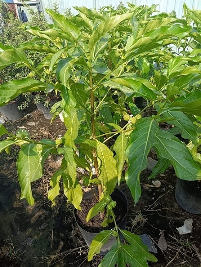 Thần Dược Trái Nhàu – Bí Quyết Vàng Cho Sức Khỏe Toàn Diện