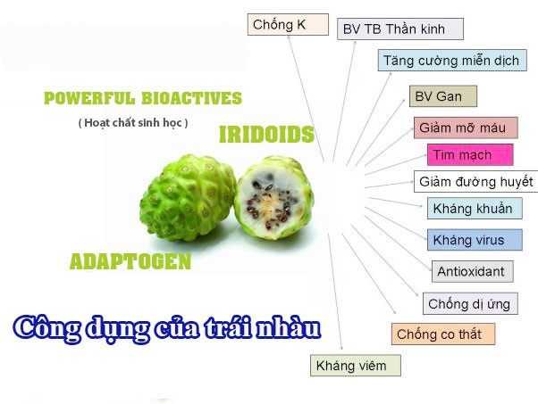 Thần Dược Trái Nhàu – Bí Quyết Vàng Cho Sức Khỏe Toàn Diện