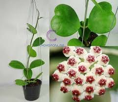 Vẻ Đẹp Huyền Bí Của Lan Cù Lá Tim Và Cách Trồng Đơn Giản