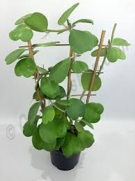 Vẻ Đẹp Huyền Bí Của Lan Cù Lá Tim Và Cách Trồng Đơn Giản