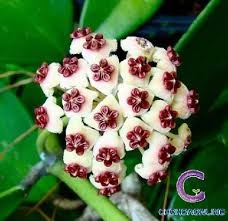 Vẻ Đẹp Huyền Bí Của Lan Cù Lá Tim Và Cách Trồng Đơn Giản