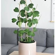Vẻ Đẹp Huyền Bí Của Lan Cù Lá Tim Và Cách Trồng Đơn Giản
