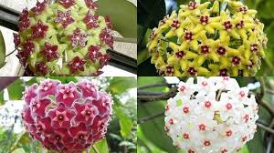 Vẻ Đẹp Huyền Bí Của Lan Cù Lá Tim Và Cách Trồng Đơn Giản