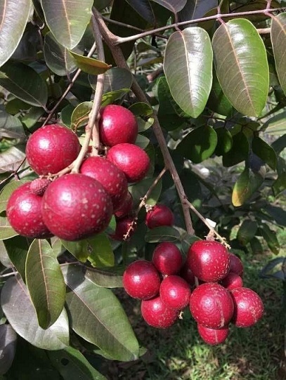 Từ chậu đến vườn – Trồng Nhãn dễ như ăn trái chín!