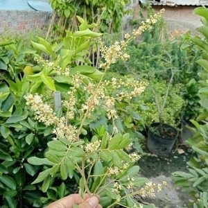 Từ chậu đến vườn – Trồng Nhãn dễ như ăn trái chín!