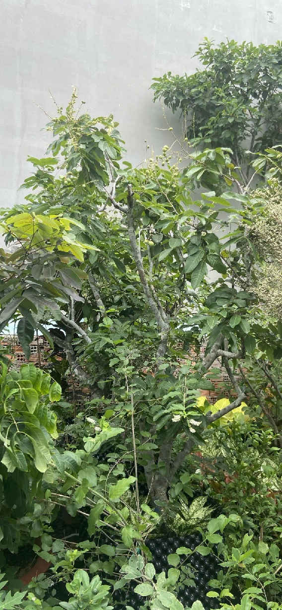 Từ chậu đến vườn – Trồng Nhãn dễ như ăn trái chín!