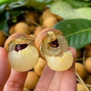Từ chậu đến vườn – Trồng Nhãn dễ như ăn trái chín!