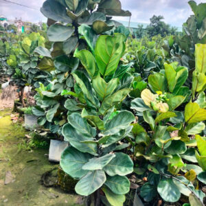 cây bàng Singapore size đại