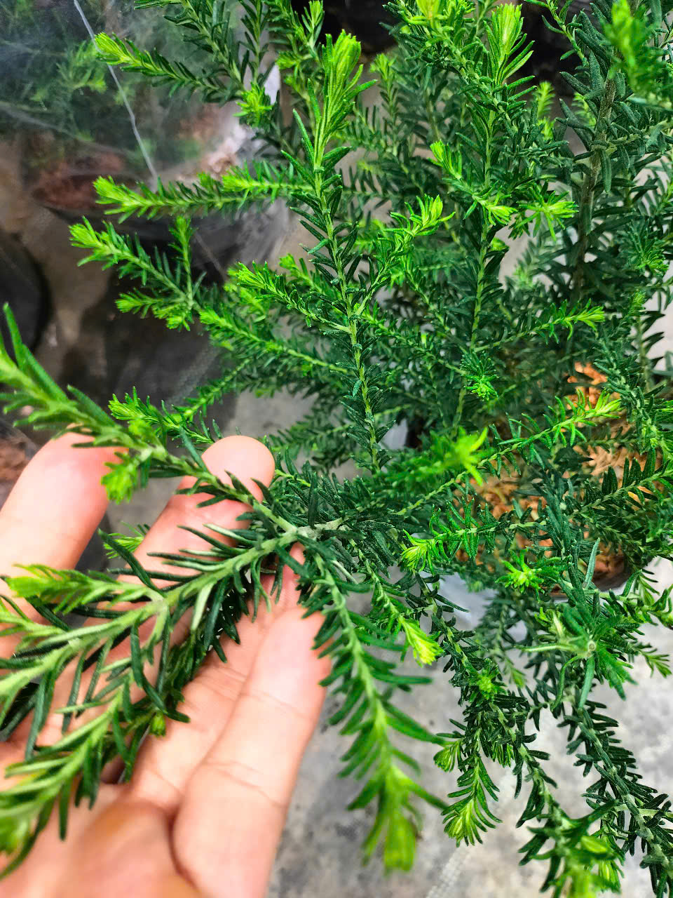 cây hoa gạo sữa trắng